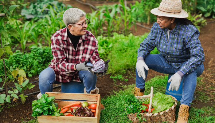 Senior folks working on a garden together.