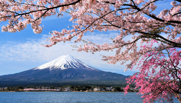 Image of mountain in front of beautiful pink tree and water.